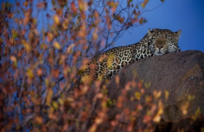 leopard on tree